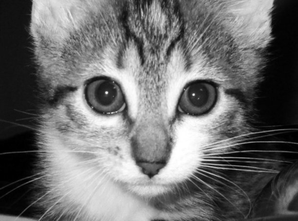 虎斑猫的脸图片下载