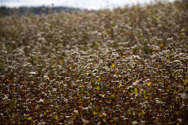 8月开花的荞麦田，多云的天空图片下载