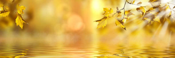 秋天的山毛榉树叶装饰着美丽的自然景色，以森林为背景，全景画幅广阔图片下载