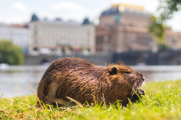 伏尔塔瓦河上的斯特雷克基岛上的海狸鼠，背景是捷克共和国布拉格的国家剧院图片下载
