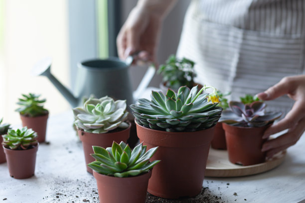 小女孩正在种植绿色的多肉植物。家庭园艺的概念，室内植物，爱好，休闲。DIY花园，手工自然馈赠。白色背景，特写。图片下载