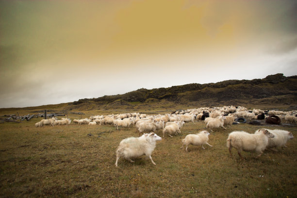 冰岛北部:一群奔跑的绵羊和公羊，戏剧性的天空图片下载