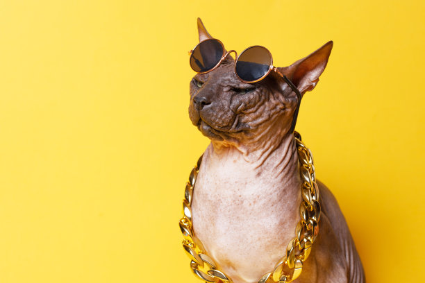 狮身人面像，戴着时尚的眼镜和金链子。的猫。一只没有毛线的小猫。黄色背景。图片下载