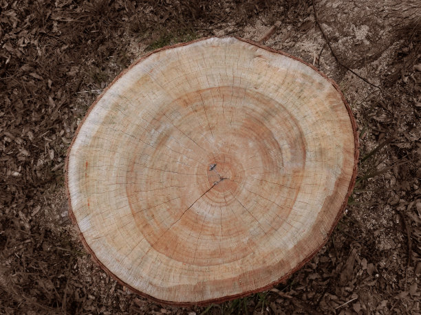 树桩树桩图片下载