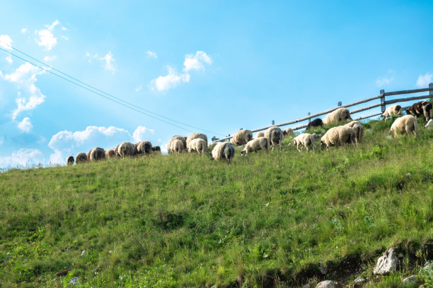 一群羊在乡村树篱附近的高山草地上吃草。Durmitor国家公园。黑山。图片下载
