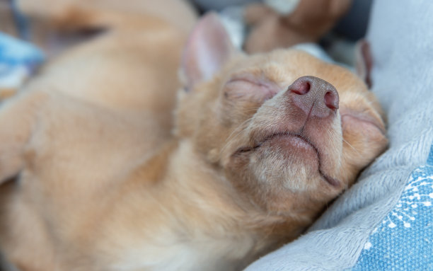 可爱的睡觉的小玩具梗狗。图片下载