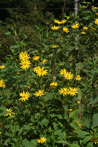 洋姜花图片下载