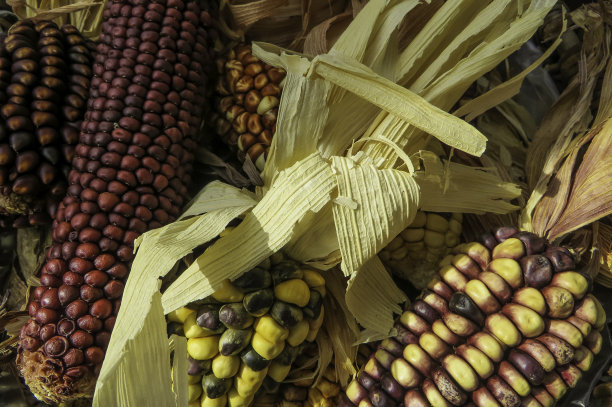 五颜六色的玉米棒图片下载