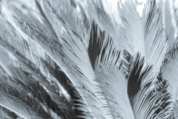 美丽的棕榈树树枝的黑白照片。土耳其的棕榈树。美丽的背景。自然背景。棕榈叶的剪影。美丽的屏幕保护程序。热带的树。树木的土耳其。图片下载