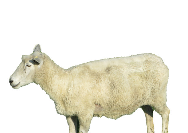一只白色背景的绵羊图片下载