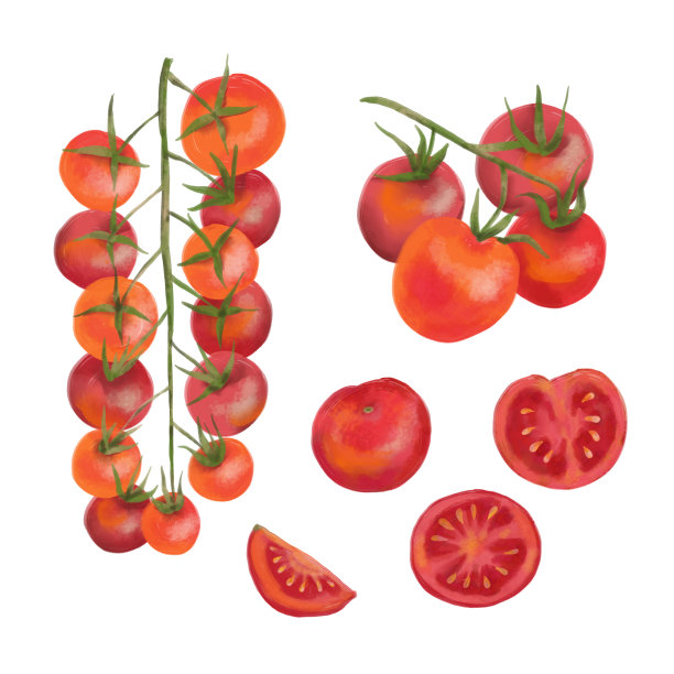 新鲜成熟的红樱桃番茄切成两半，切成片。手绘数字水彩插图，隔离在白色背景图片下载
