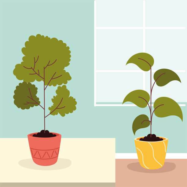 家里的盆栽植物图片下载