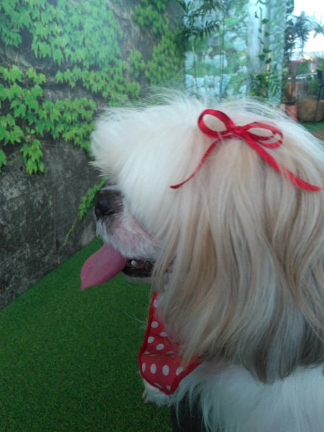 宠物狗图片下载