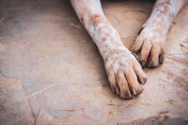 狗的脚放在地板上。泰国的宠物。图片下载