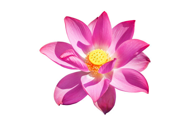 莲花孤立在白色的背景上。只关注莲花。阳光下荷花的照片。文件包含与剪辑路径，如此容易工作。图片下载