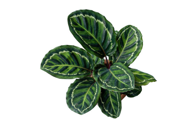 绿色的树和花在花盆装饰隔离在白色的背景复制空间和剪切路径。图片下载