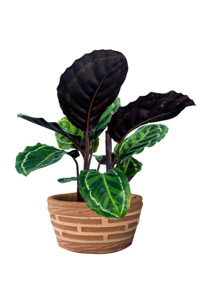 绿色的树和花在花盆装饰隔离在白色的背景复制空间和剪切路径。图片下载