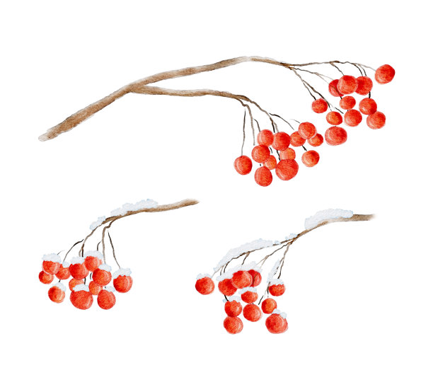 在白色背景上孤立的花楸的一套水彩画分支。图片下载