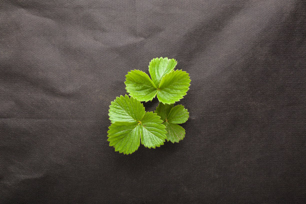 绿色的草莓小植株在深黑色的洞中纺粘在地上。特写镜头。自顶向下的观点。图片下载
