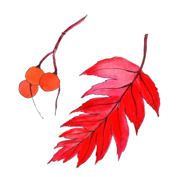 秋天的水彩画，红色的叶子和树枝与浆果。孤立的,白色背景图片下载