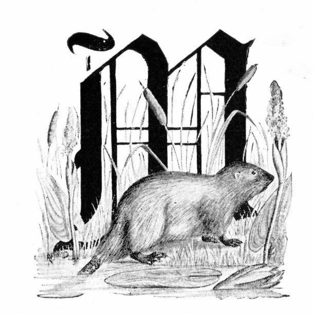 字母M麝鼠图片下载