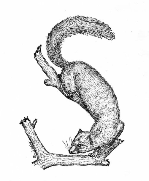 字母S松鼠图片下载