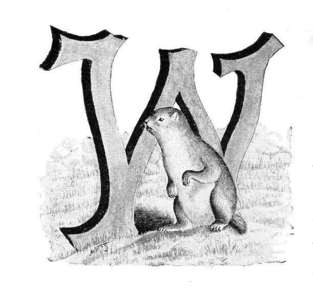 字母W土拨鼠图片下载