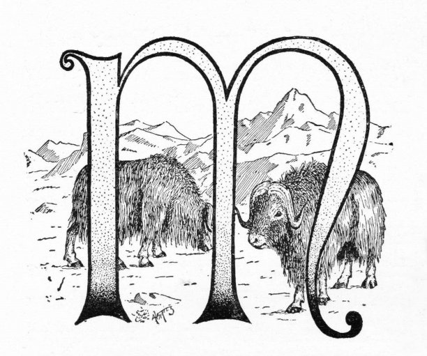 Letter M麝牛图片下载