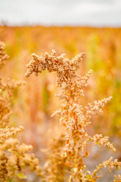 成熟的藜麦在秋天的田野收获图片下载