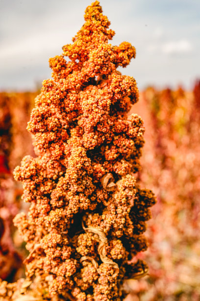 成熟的藜麦在秋天的田野收获图片下载