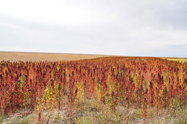 成熟的藜麦在秋天的田野收获图片下载