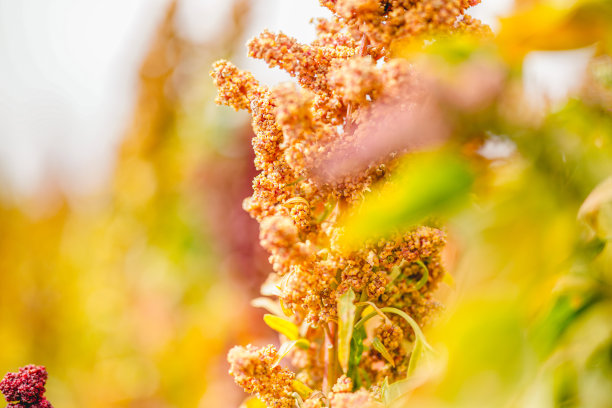 成熟的藜麦在秋天的田野收获图片下载