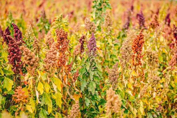 成熟的藜麦在秋天的田野收获图片下载