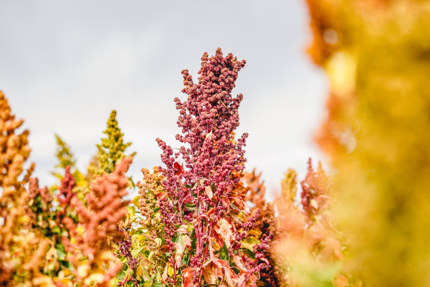 成熟的藜麦在秋天的田野收获图片下载