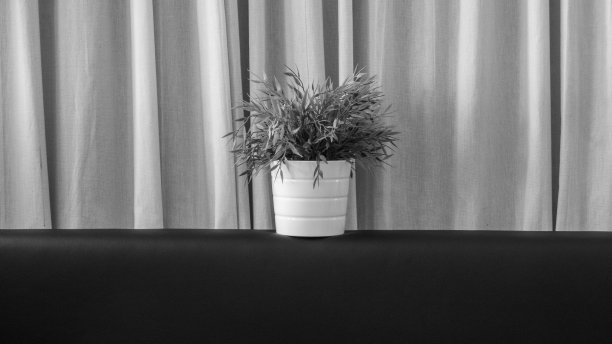 黑白植物的极简主义照片图片下载