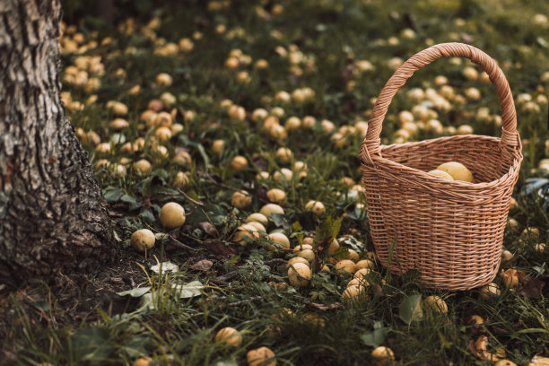 草地上有许多掉落的梨子和一篮梨子图片下载