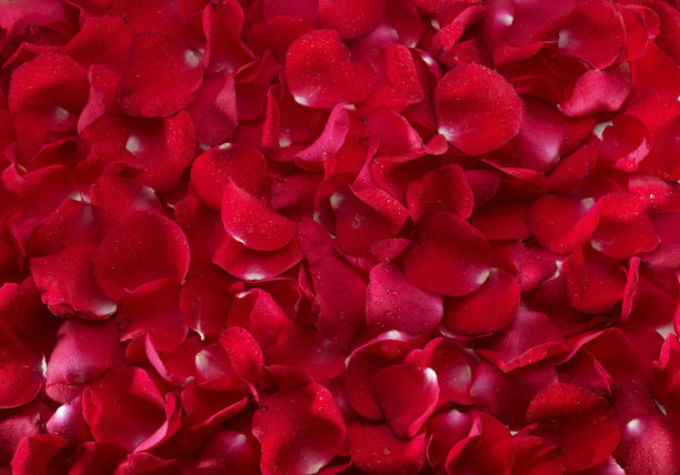 玫瑰花瓣图片下载
