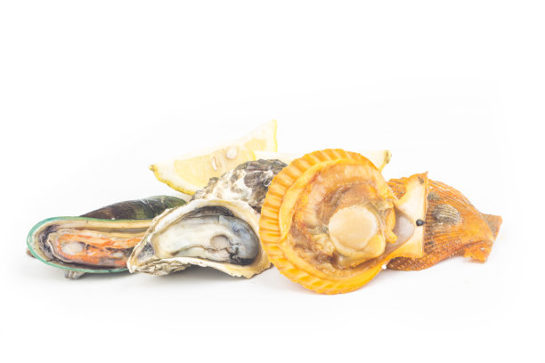 各种贝类:扇贝、牡蛎、贻贝、图片下载