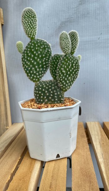 白色花盆里的仙人掌，木制背景图片下载