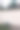 一棵漂亮的蓝色云杉从砖墙中探出头来。热爱自由的树。景观图片下载