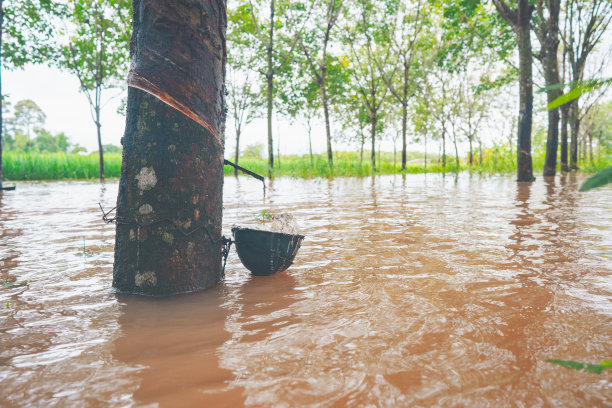 橡胶树和农业园大水图片下载