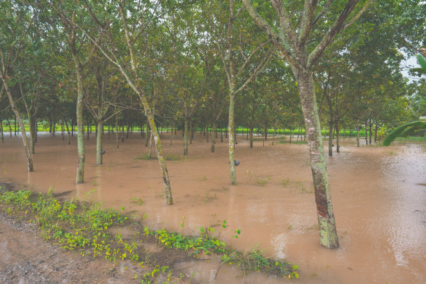 橡胶树和农业园大水图片下载