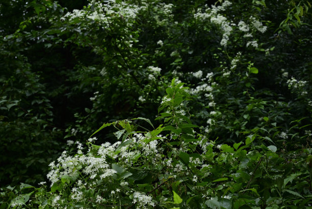 2021年8月，日本东京，Kodaira，玉田川上井盛开的铁线莲图片下载