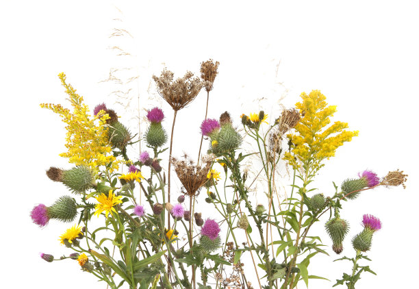 秋天的草甸开花和干燥的野生草和草本孤立在白色的背景。图片下载