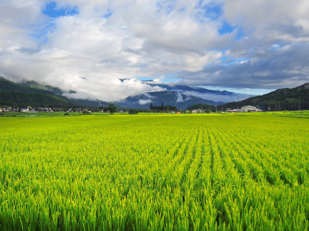 稻田——日本农村图片下载