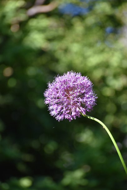 盛开的葱属花图片下载