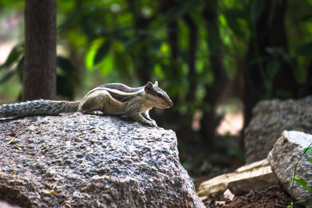 松鼠或啮齿动物或也被称为花栗鼠，在自然环境中的岩石上停下来图片下载
