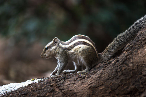 松鼠或啮齿动物或也被称为花栗鼠，在自然环境中的岩石上停下来图片下载