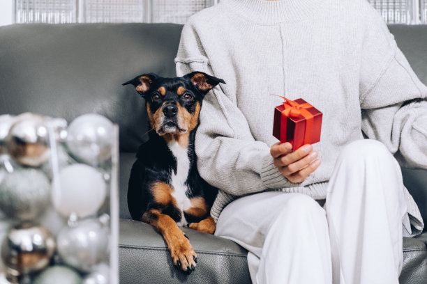 可爱的黑色狗与礼物，宠物护理，兽医诊所。圣诞节，新年，生日的礼物图片下载