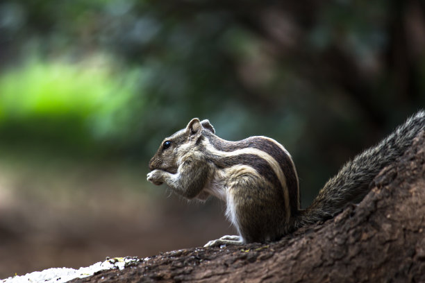 松鼠或啮齿动物或也被称为花栗鼠，在自然环境中的岩石上停下来图片下载